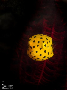 Juvenile Boxfish by Philippe Eggert 